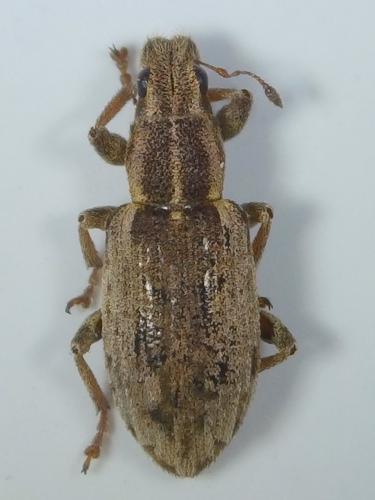 Sitona humeralis